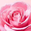 NUXE VERY ROSE MOUSSE DEMAQUILLANTE 150ML-3.webp