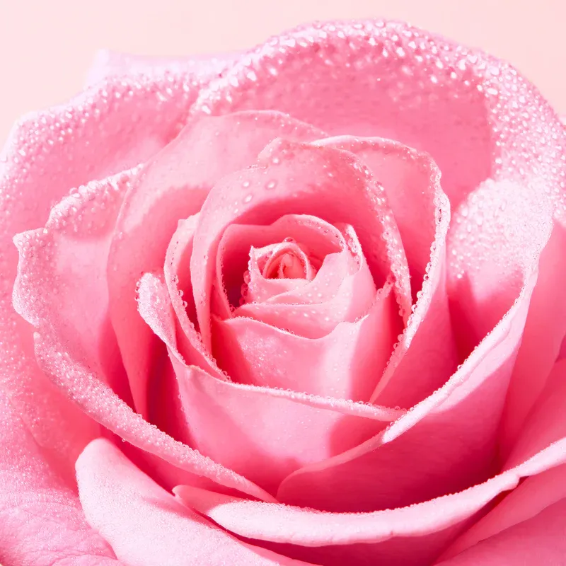 NUXE VERY ROSE BAUME LEVRES A LA ROSE 15G-2.webp